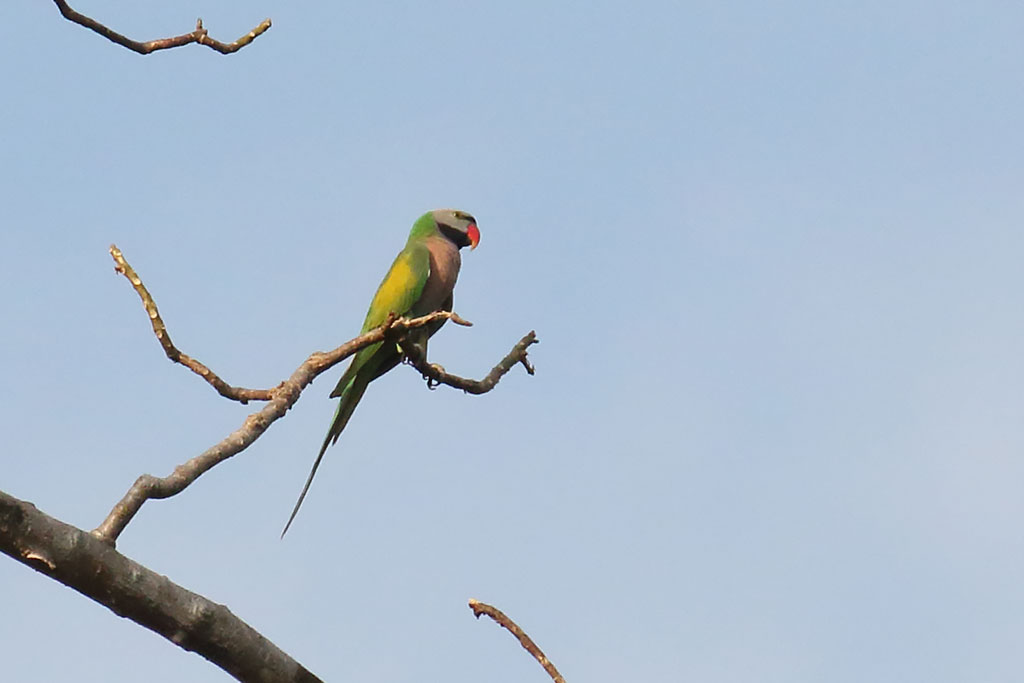 Red-breasted Parakeet (Psittacula alexandri), Ta Prohm Temple, near Siem Reap, Cambodia.