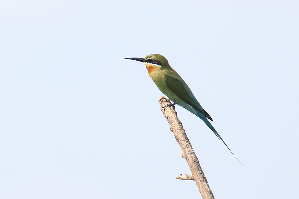 Blue-tailed Bee-eater (Merops philippinus), Tonle Sap Lake, near Prek Toal, Cambodia.