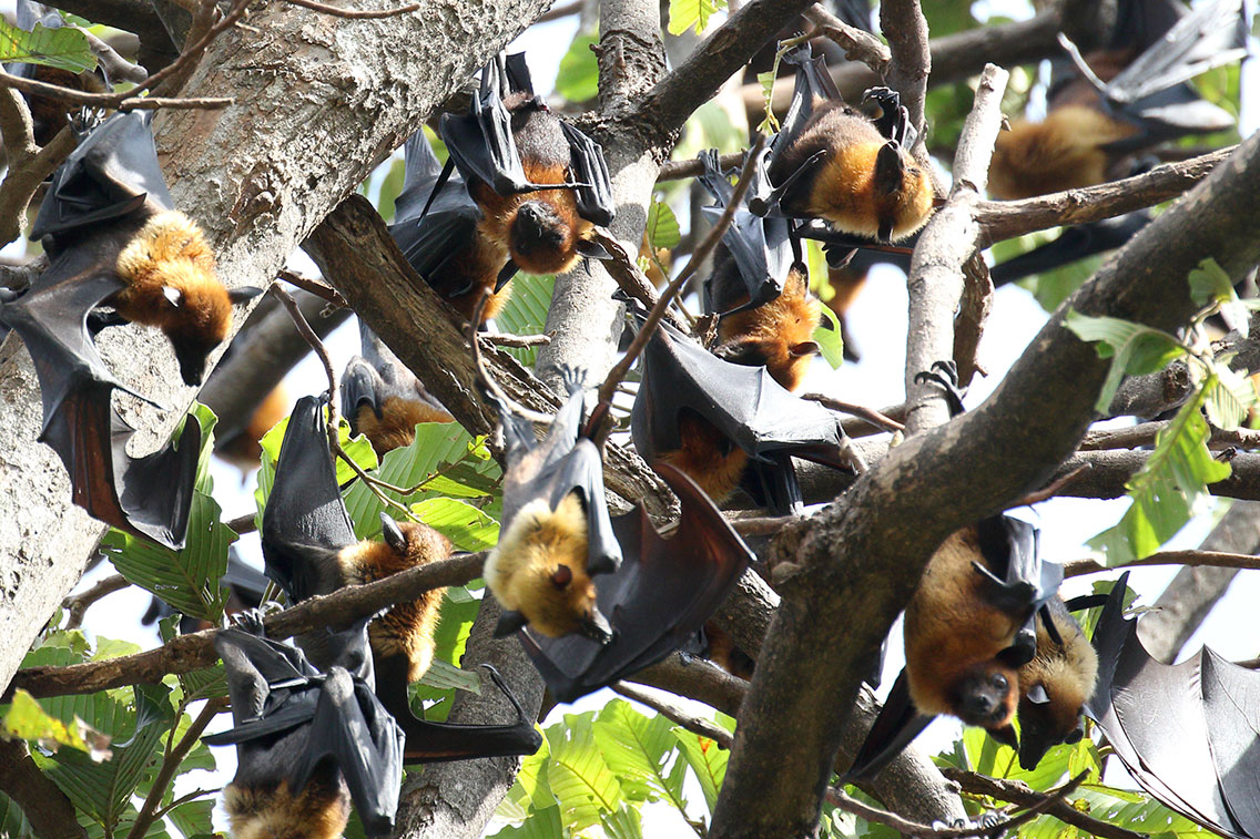 Fruit Bat colony, Siem Reap, Cambodia.
