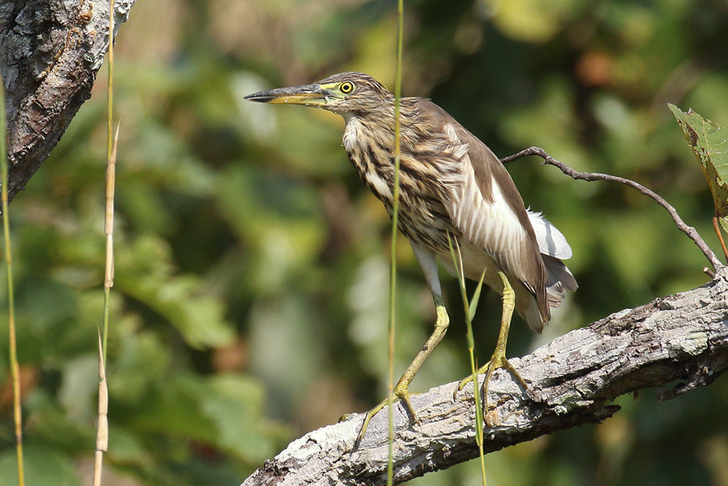 Chinese Pond Heron (Ardeola bacchus), Florican grasslands, near Kampong Kdei, Cambodia.