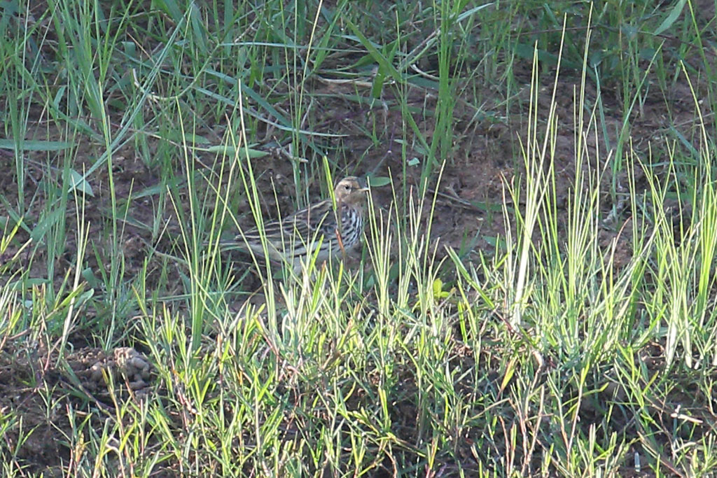 Red-throated Pipit (Anthus cervinus), Florican grasslands, near Kampong Kdei, Cambodia.