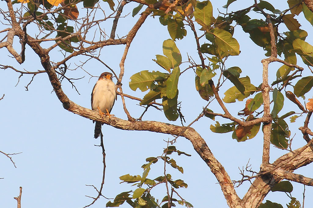 White-rumped Falcon (Polihierax insignis), Boeng Toal, Preah Vihear Province, Cambodia.