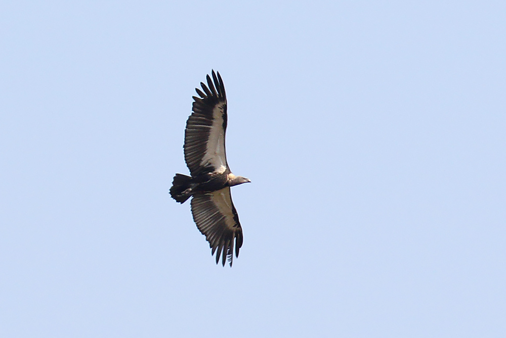 White-rumped Vulture (Gyps bengalensis), Boeng Toal, Preah Vihear Province, Cambodia.