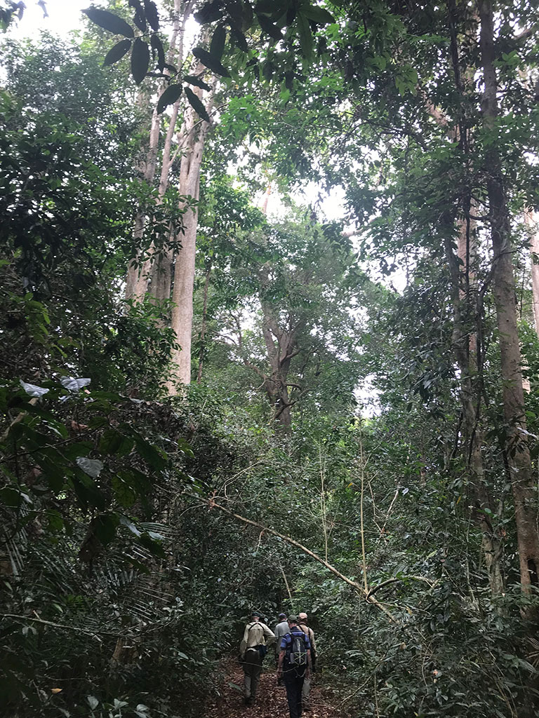 The track for Germain's Peacock Pheasant at Km 157, Keo Seima Forest, Cambodia.