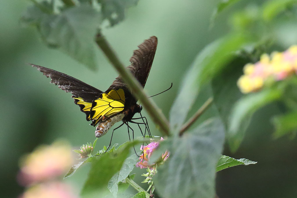 Birdwing butterfly, Dak Dam Forest, Cambodia.