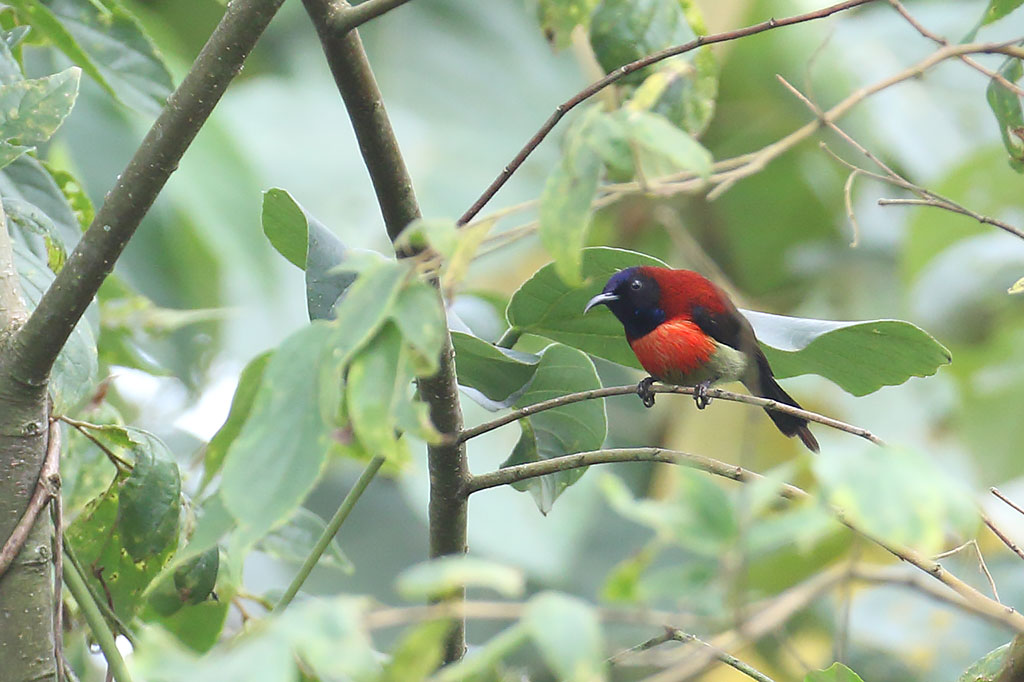 Black-throated Sunbird (Aethopyga saturata), Dak Dam Forest, Mondulkiri Province, Cambodia.