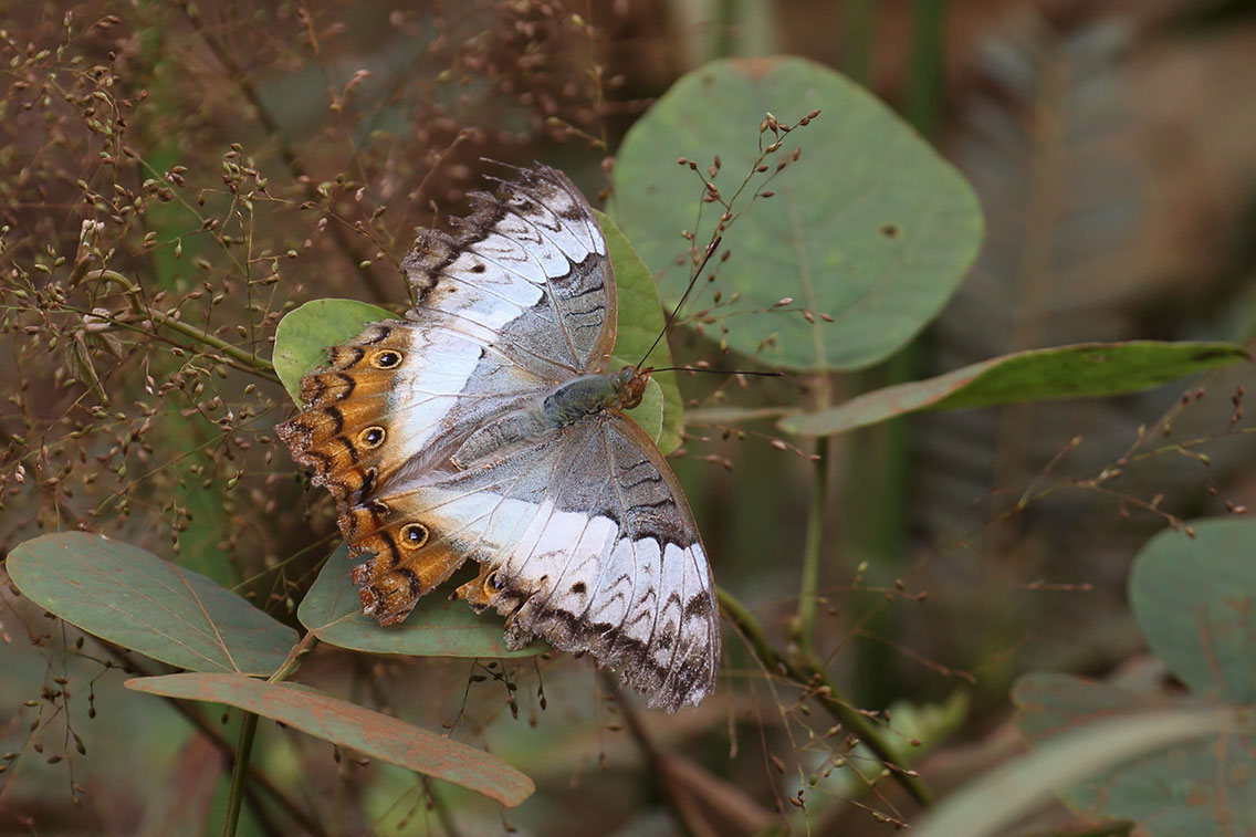Cruiser butterfly, Dak Dam Forest, Cambodia.