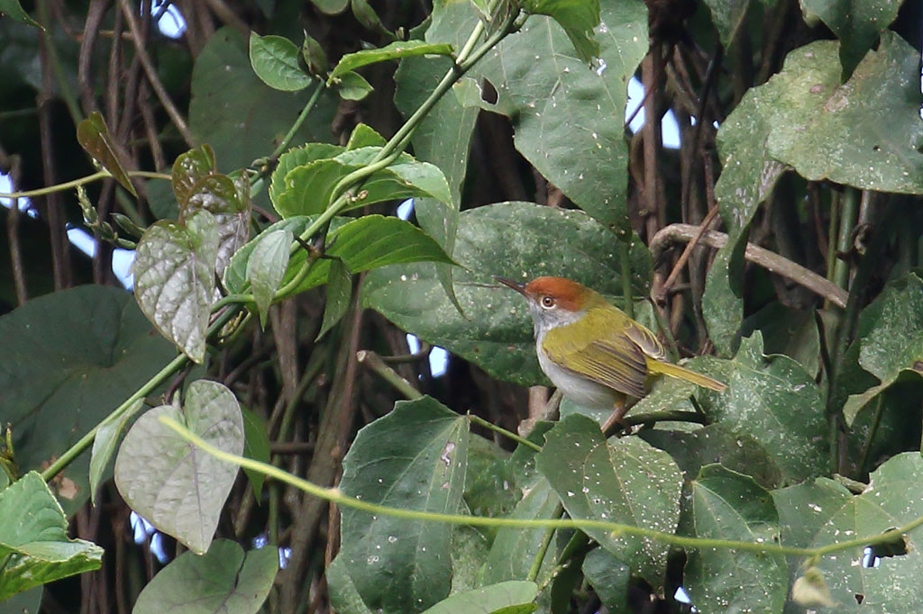 Dark-necked Tailorbird (Orthotomus atrogularis), Dak Dam Forest, Mondulkiri Province, Cambodia.