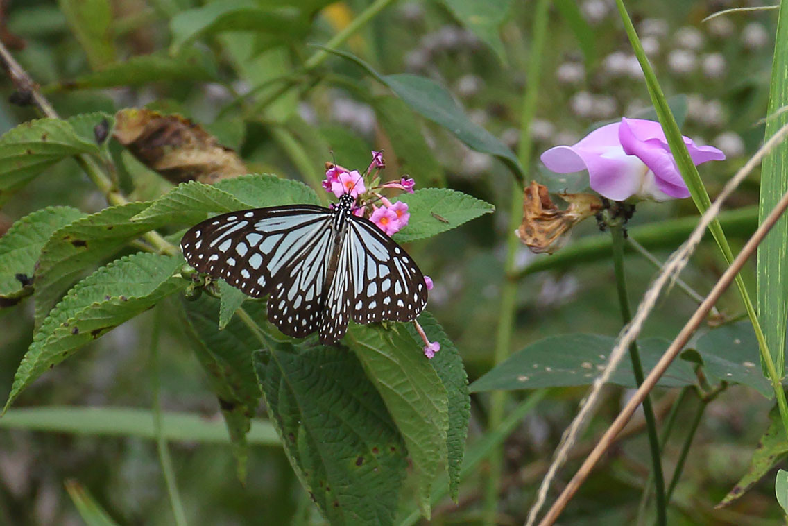 Dark Glassy Tiger butterfly, Dak Dam Forest, Cambodia.