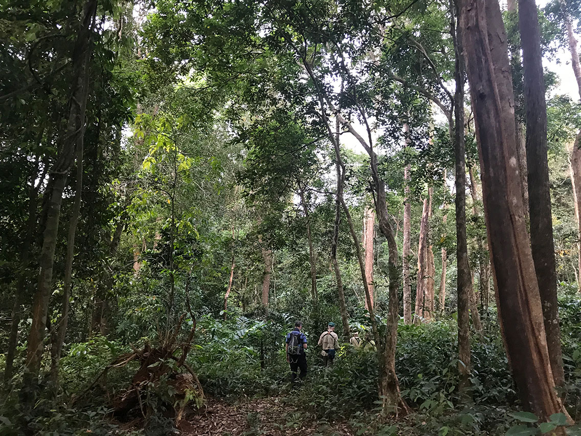 Evergreen Forest near Jahoo Gibbon Camp, Keo Seima Forest, Cambodia.