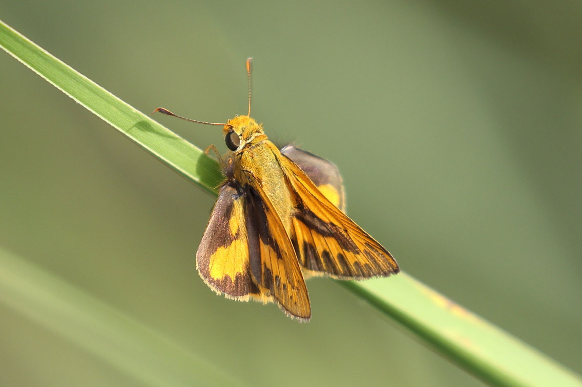 Palm-dart butterfly sp., Pursat Grasslands, Cambodia.