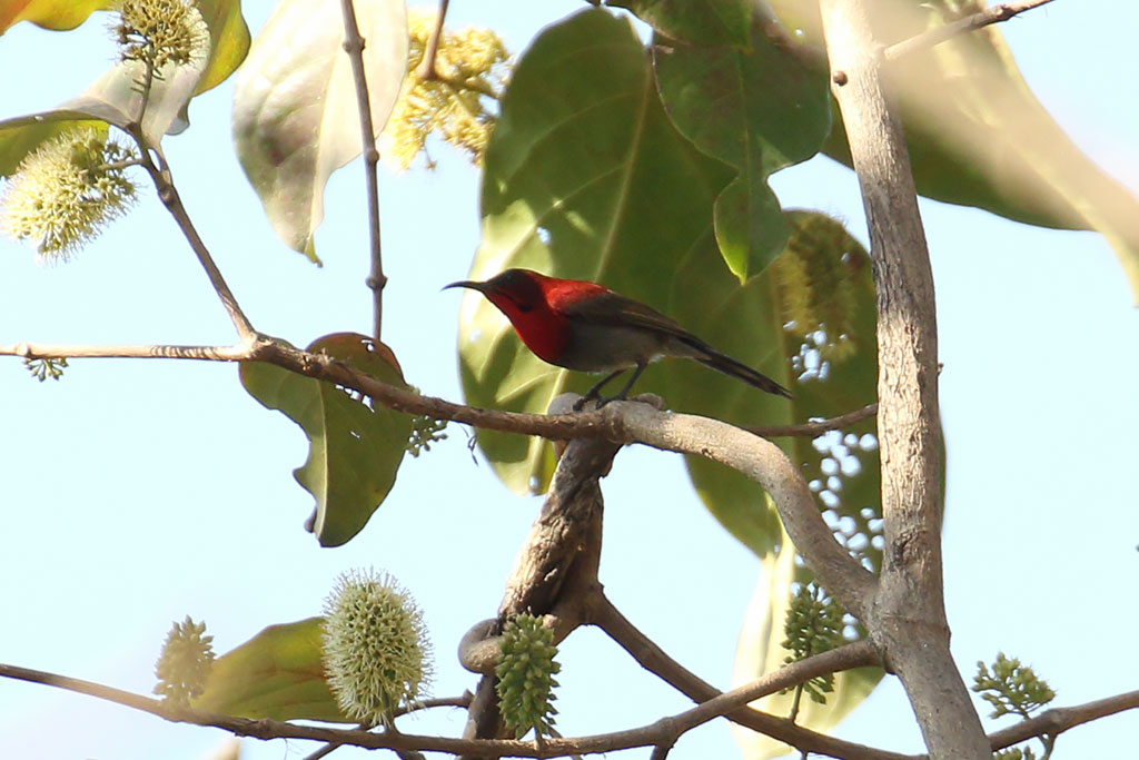 Crimson Sunbird (Aethopyga siparaja), Ban Na Hin, Khammouane Province, Laos.
