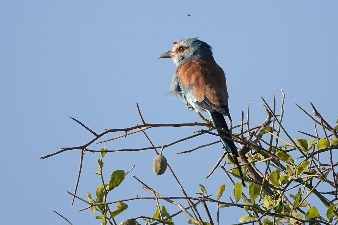Abyssinian Roller, South Bank Road, The Gambia.