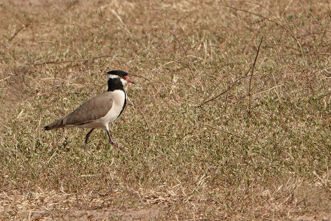 Black-headed Lapwing, South Bank Road, The Gambia.