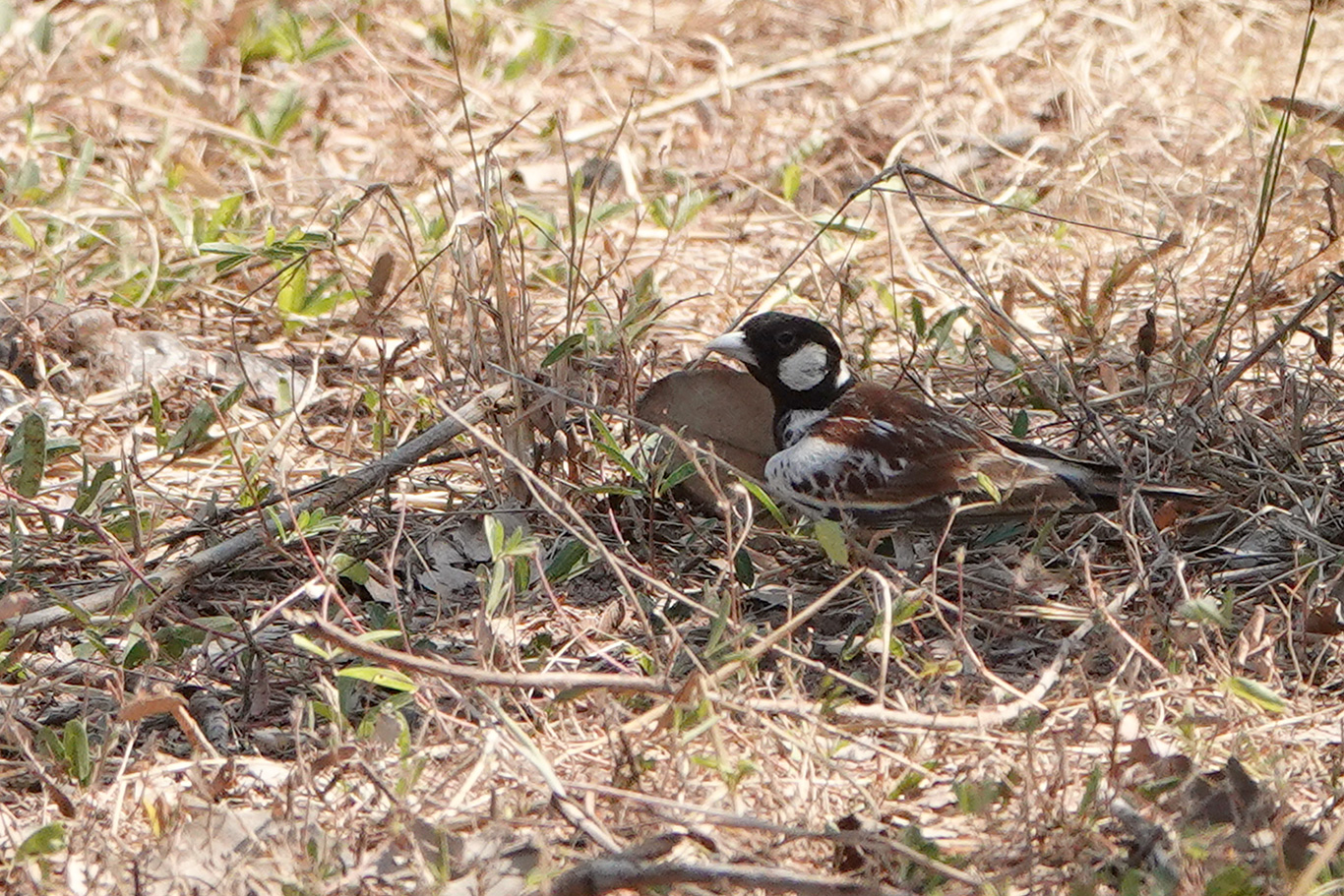 Chestnut-backed Sparrow Lark, South Bank Road, The Gambia.