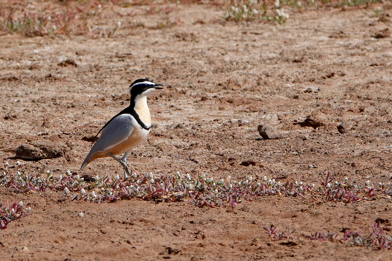 Egyptian Plover, Wassu, The Gambia.