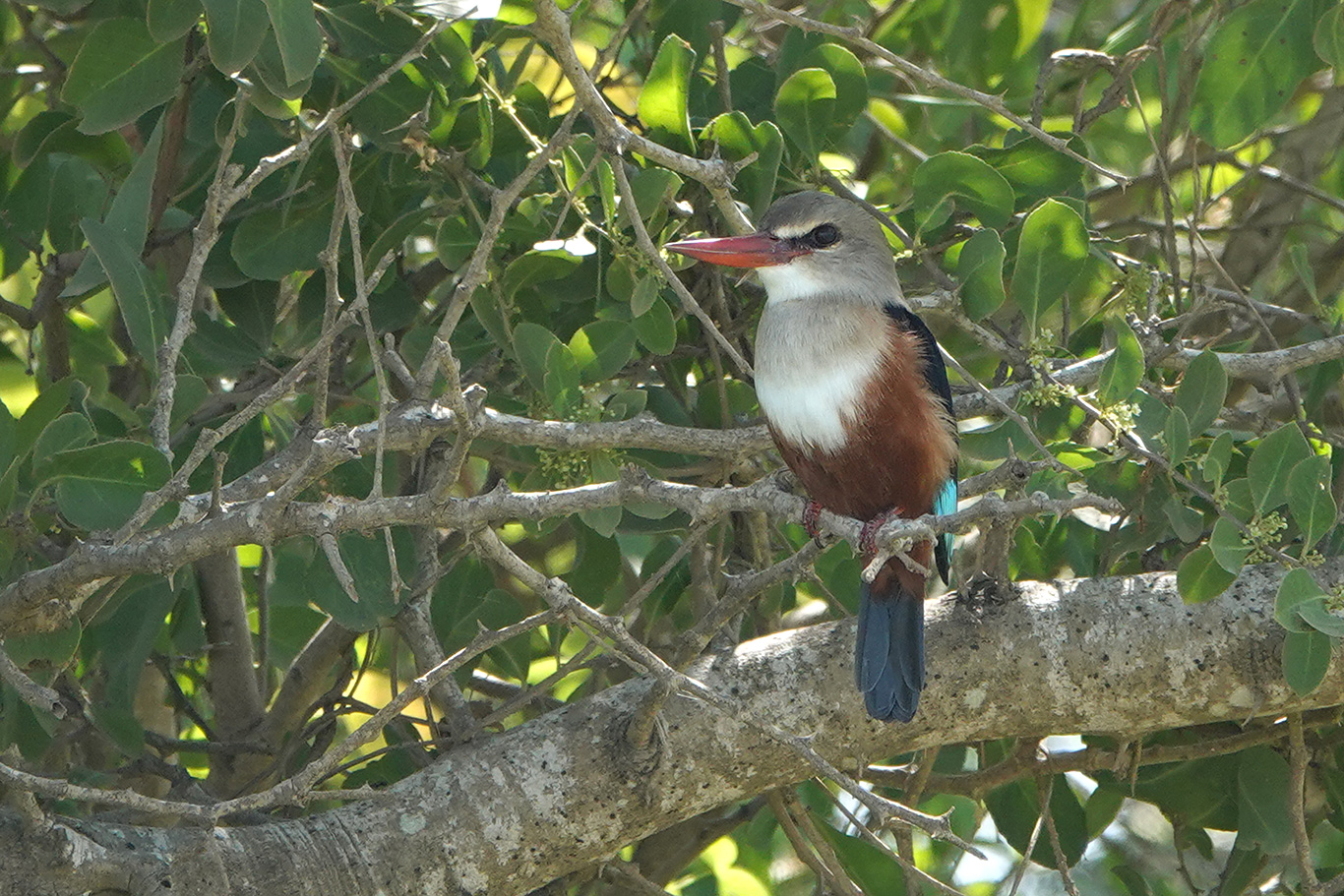 Grey-headed Kingfisher, Kartong, The Gambia.