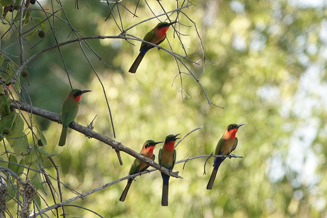 Red-throated Bee-eater, Wassu, The Gambia.