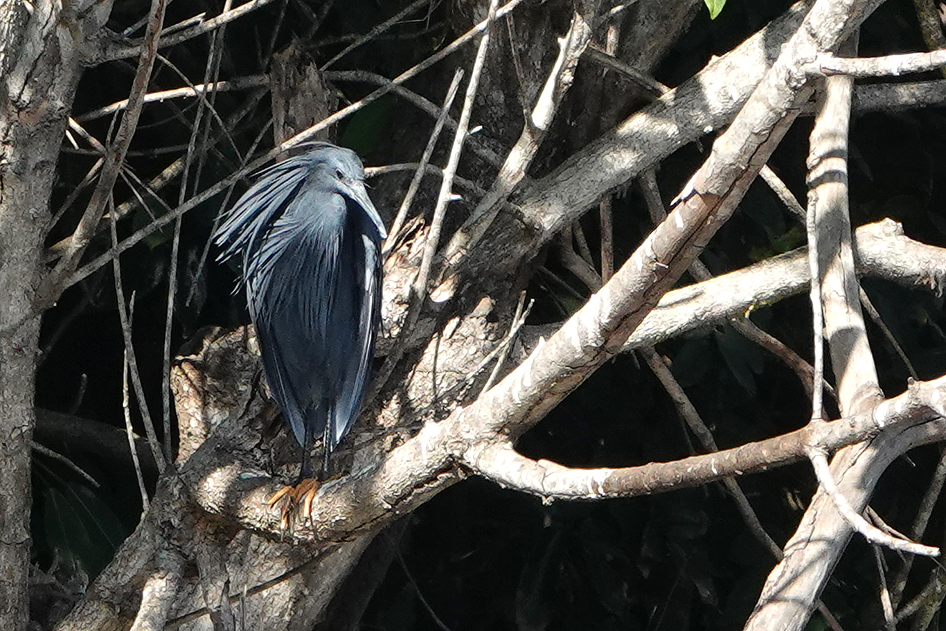 Black Heron, Marikissa, The Gambia.