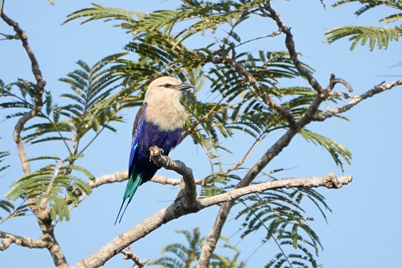 Blue-bellied Roller, Marikissa, The Gambia.