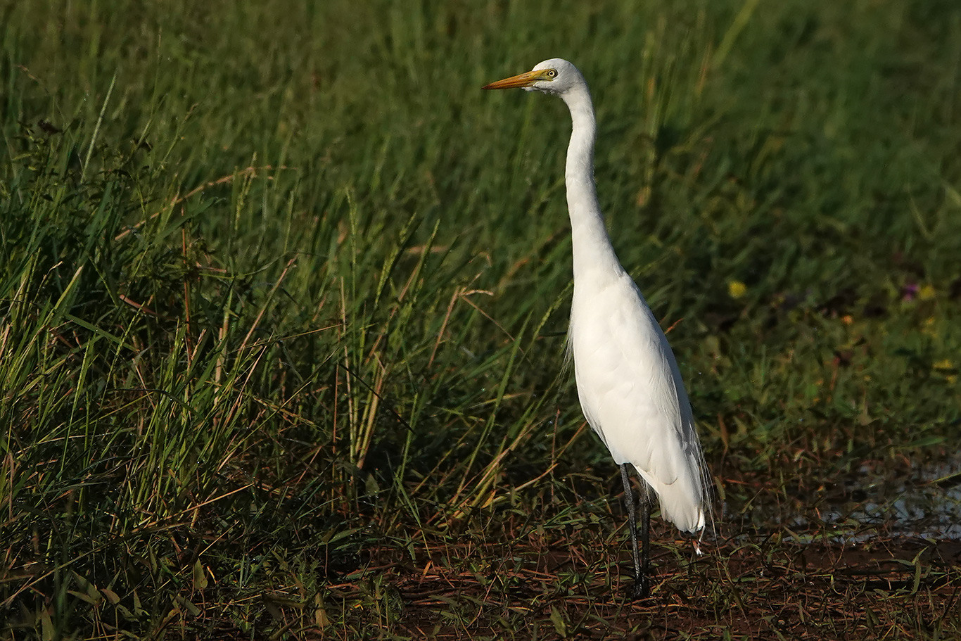 Intermediate Egret, Jakhaly, The Gambia.