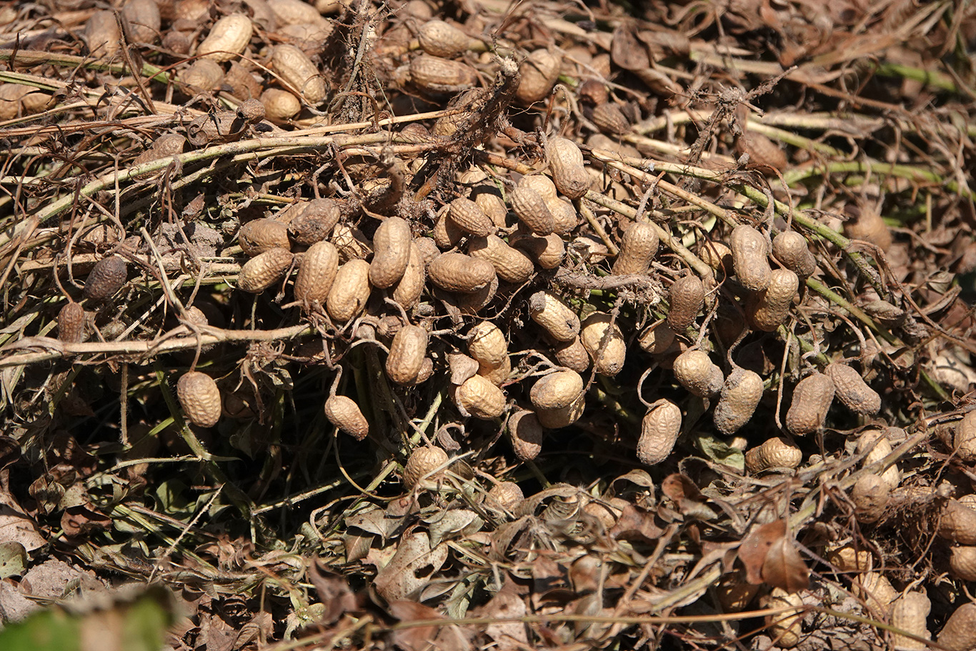  Peanut Crop, Tujereng, The Gambia.