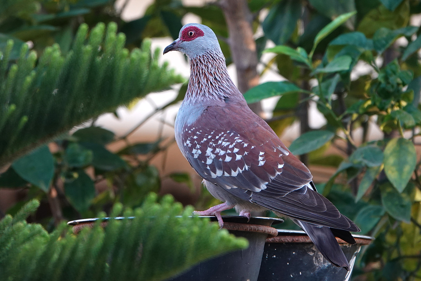 Speckled Pigeon, Brufut, The Gambia.
