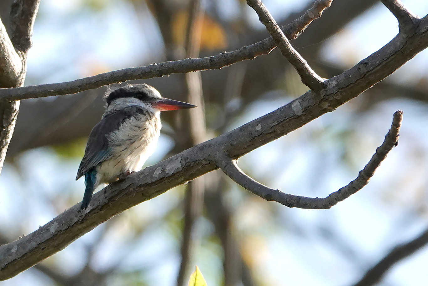 Striped Kingfisher, Tujereng, The Gambia.