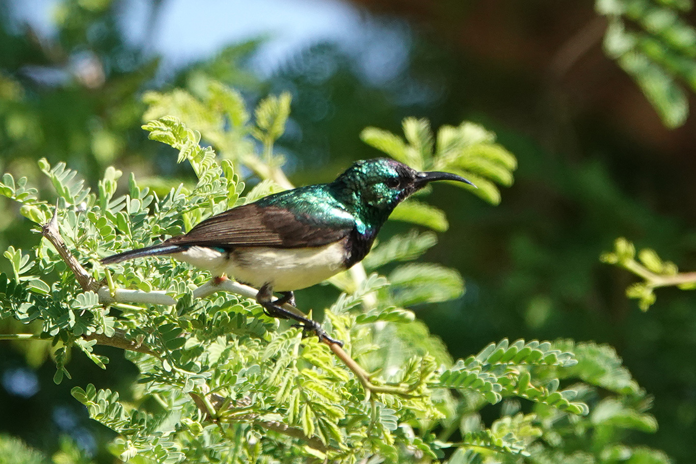 Variable Sunbird, Tujereng, The Gambia.