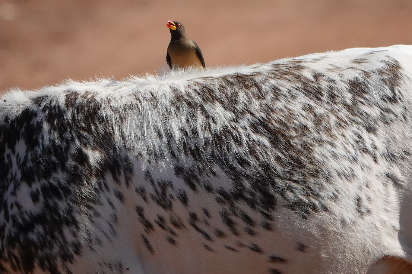 Yellow-billed Oxpecker, Pirang, The Gambia.