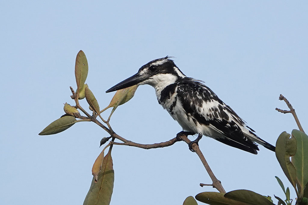Pied Kingfisher, Kotu, The Gambia.