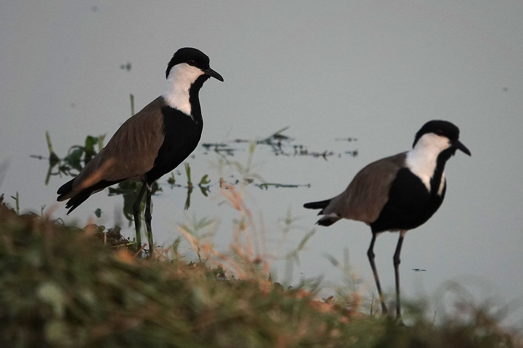 Spur-winged Plover, Kotu, The Gambia.