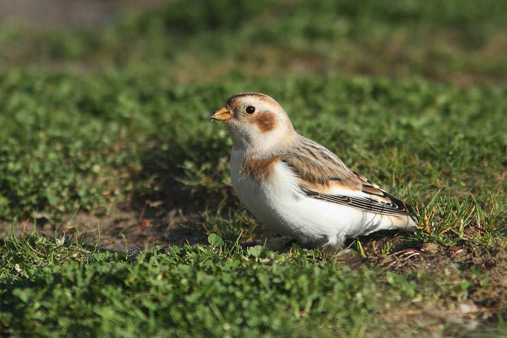 Snow Bunting, Co. Wexford, Ireland.