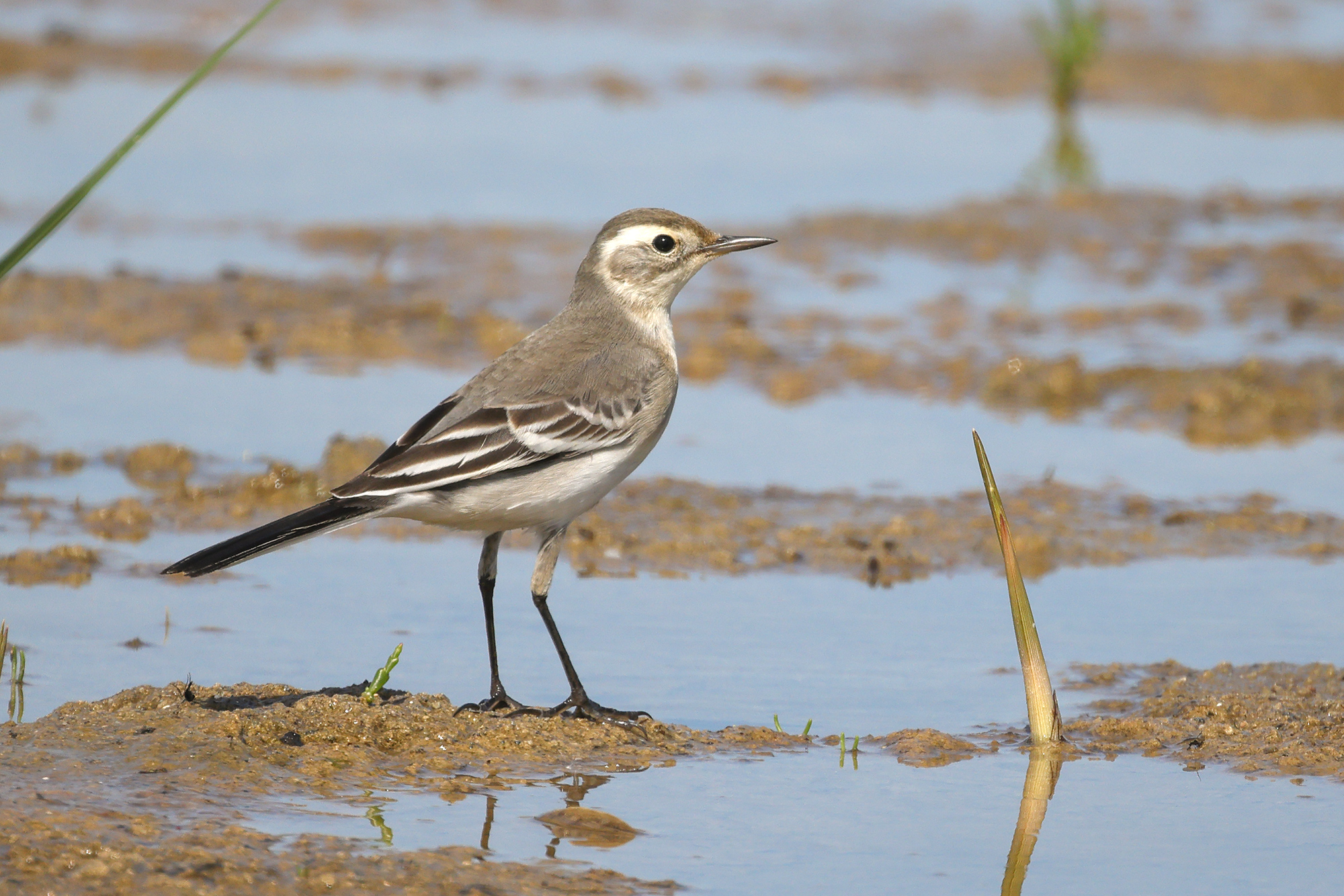 Citrine Wagtail, Co. Wexford, Ireland.