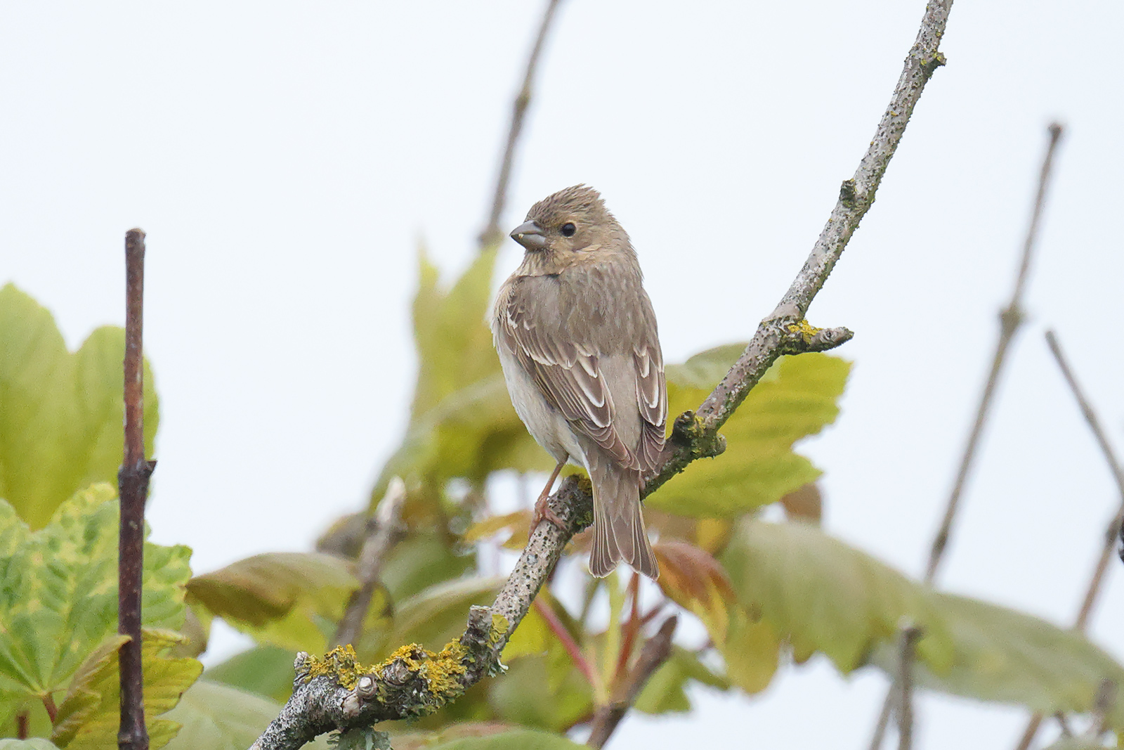 Common Rosefinch, Co. Wexford, Ireland.