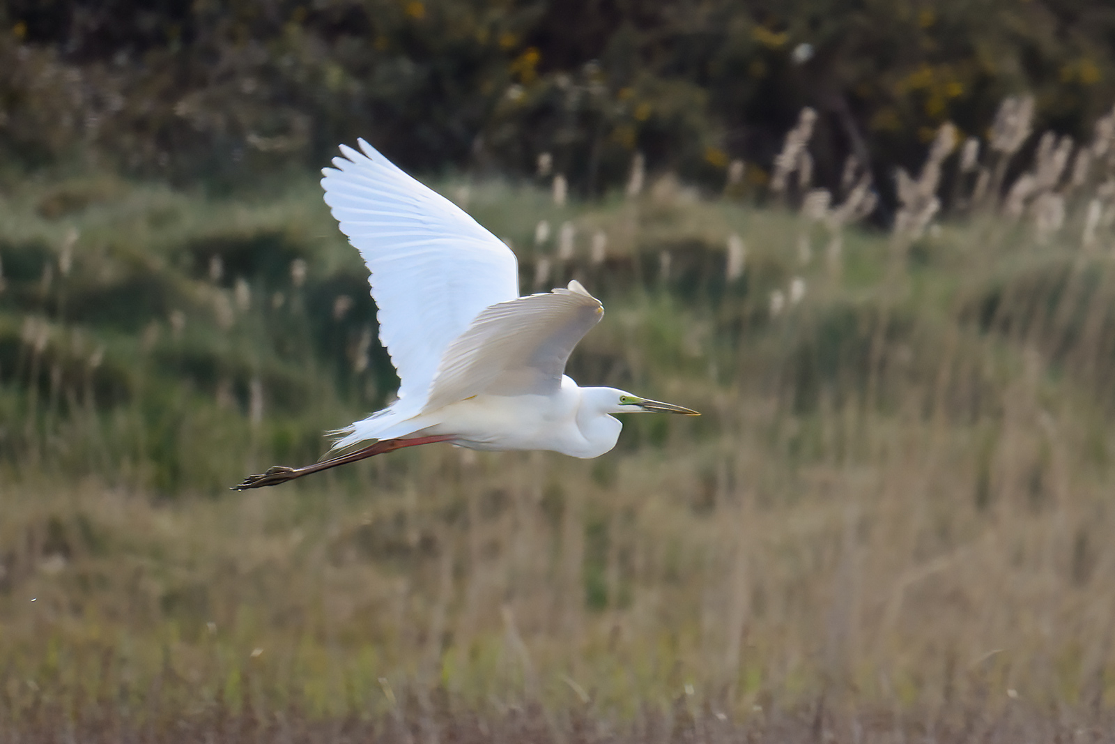 Great White Egret, Co. Wexford, Ireland.