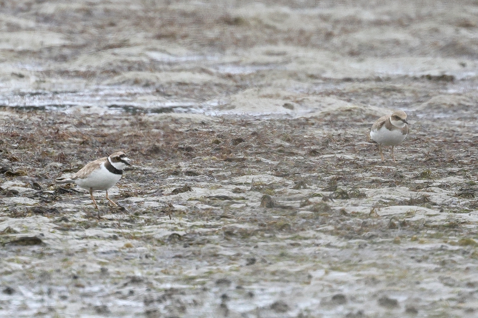Little Ringed Plover, Co. Wexford, Ireland.