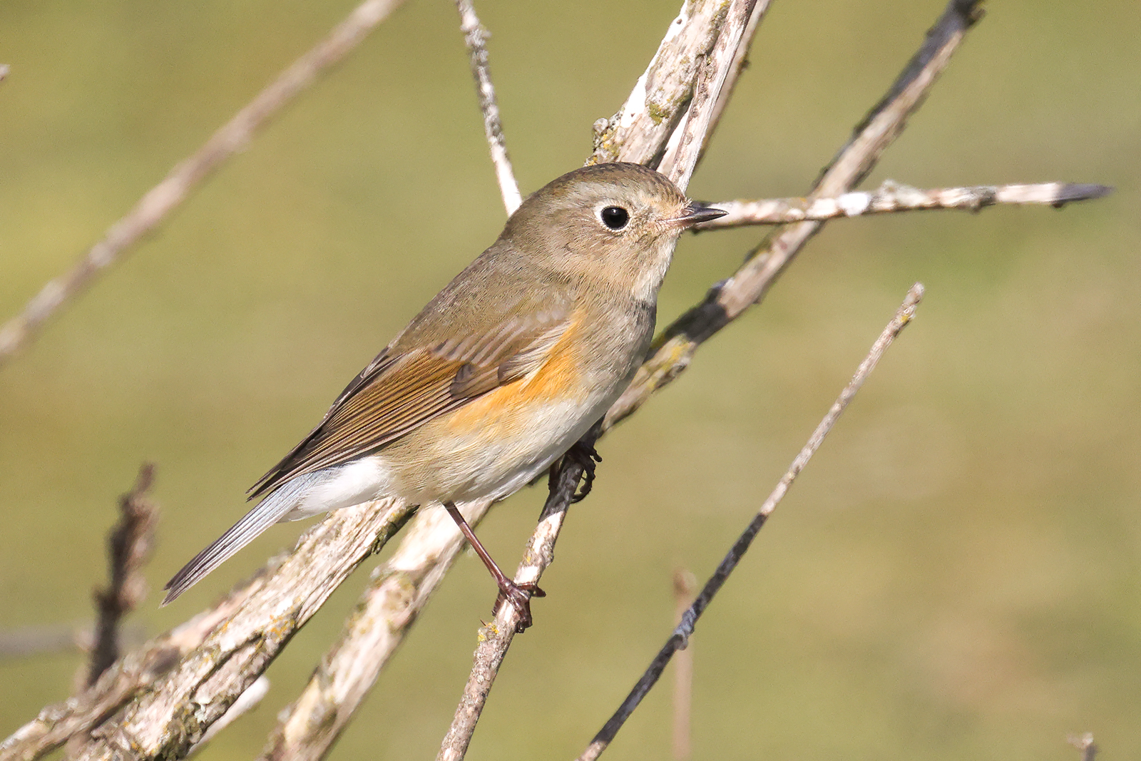Red-flanked Bluetail, Co. Wexford, Ireland.