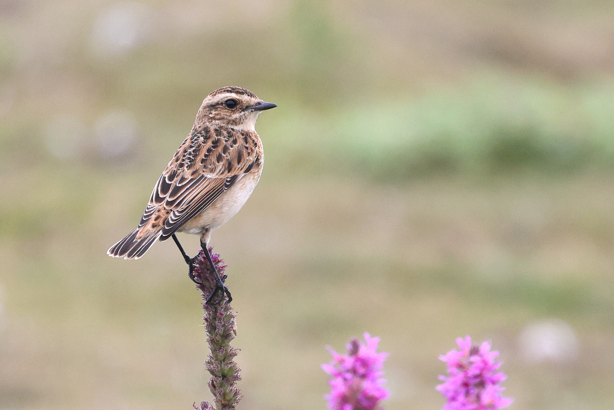 Whinchat, Co. Wexford, Ireland.