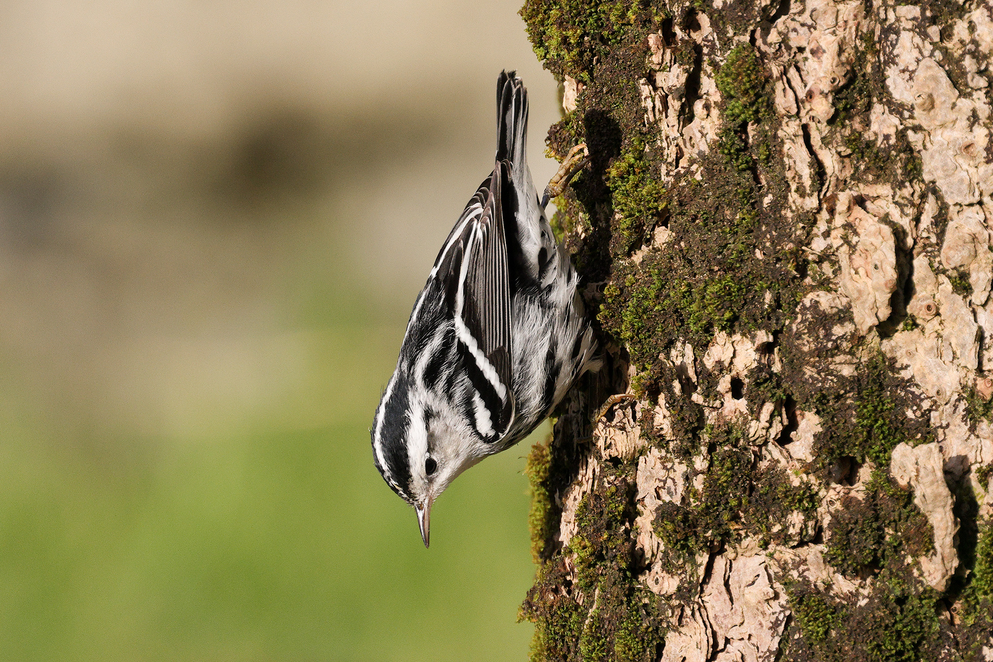 Black-and-white Warbler, Co. Galway, Ireland.