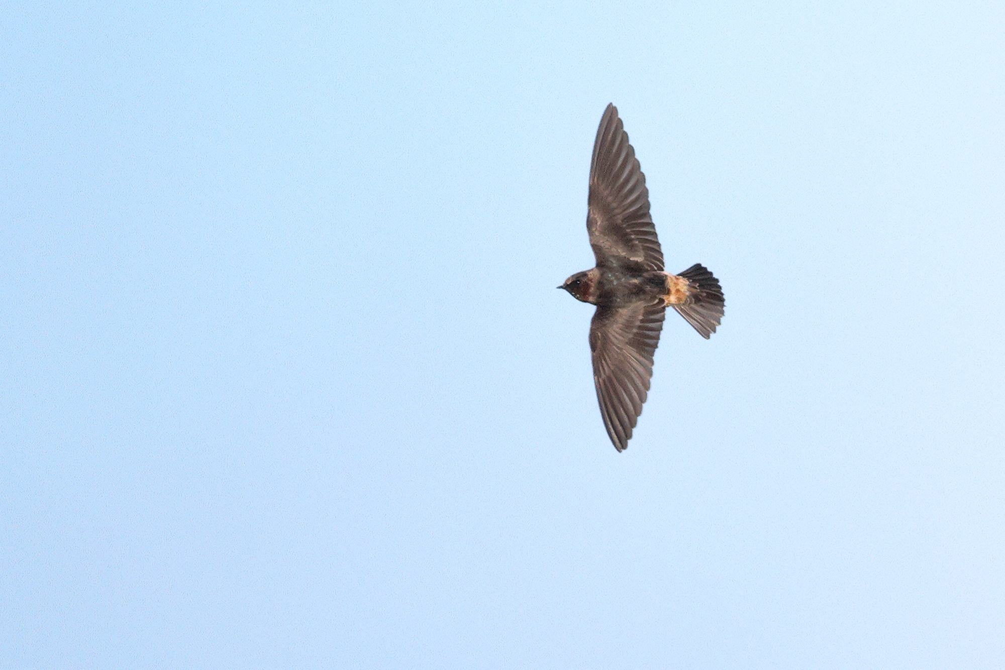 Cliff Swallow, Co. Clare, Ireland.