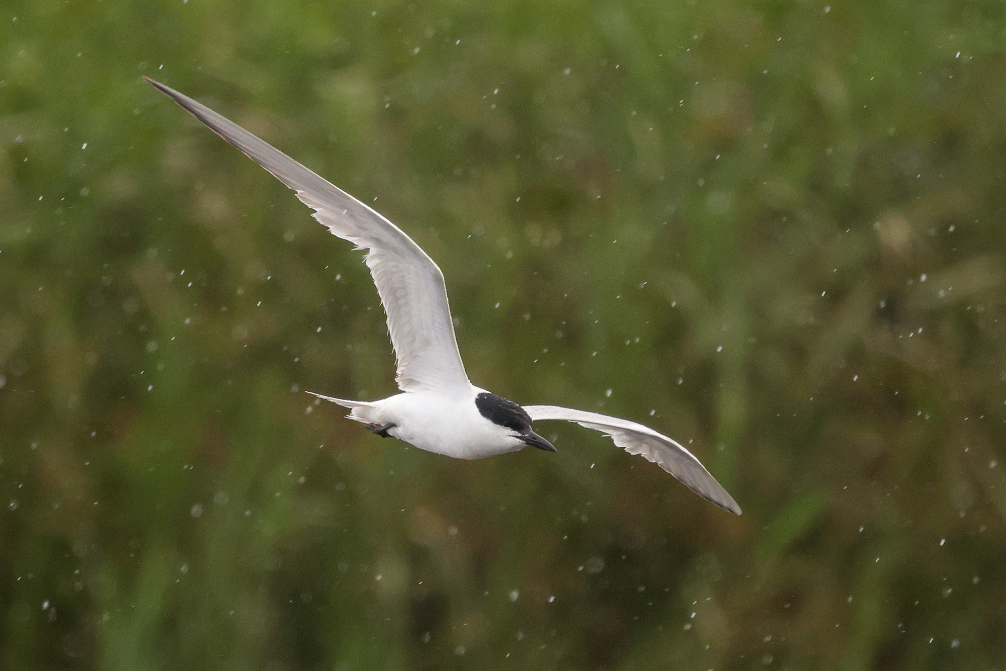 Gull-billed Tern, Co. Wexford, Ireland.