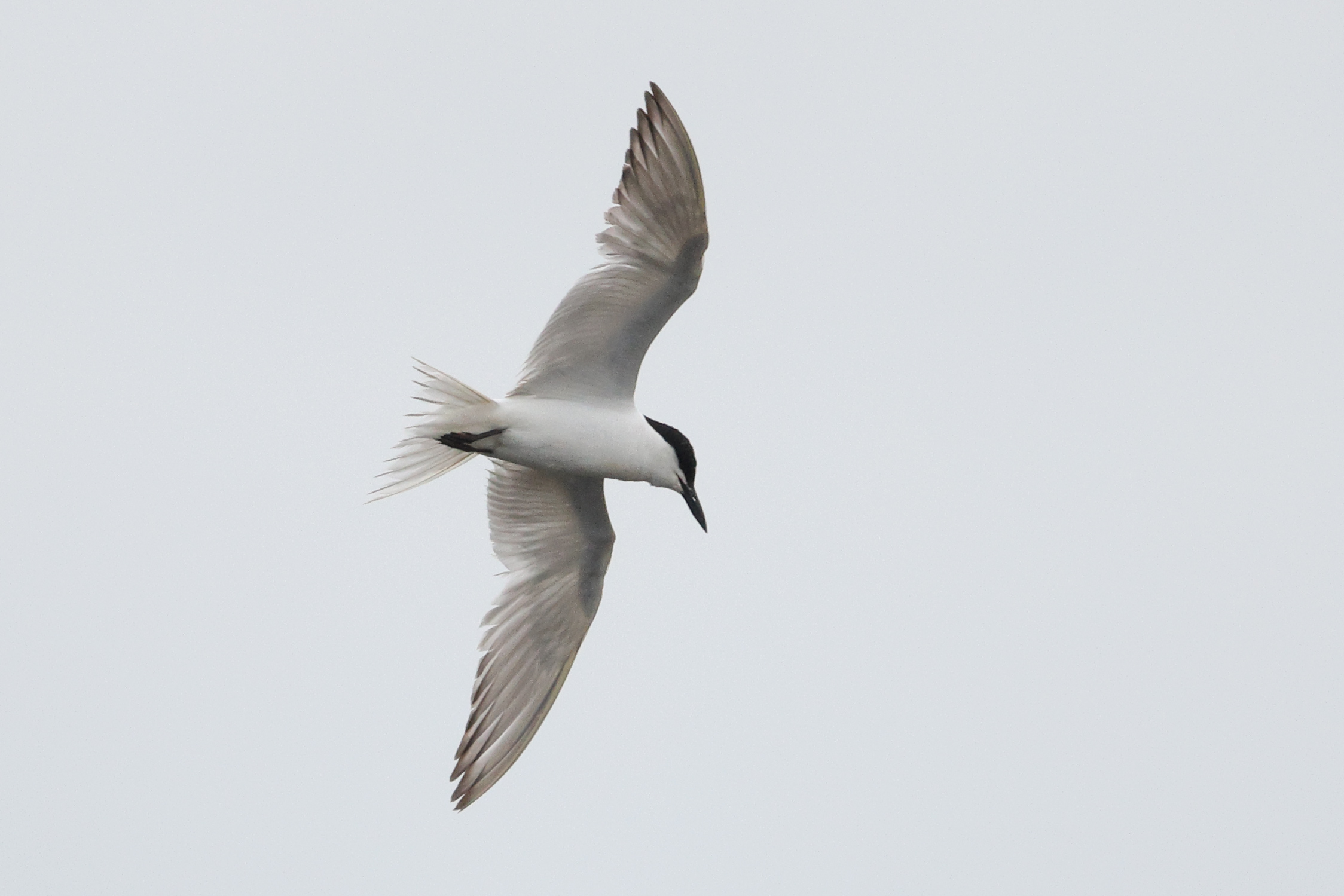 Gull-billed Tern, Co. Wexford, Ireland.