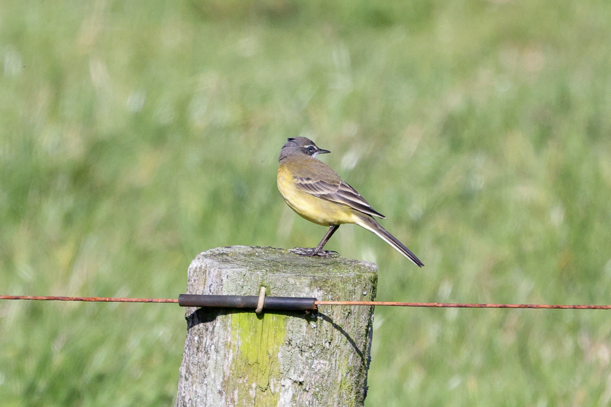 Yellow Wagtail, Co. Clare, Ireland.