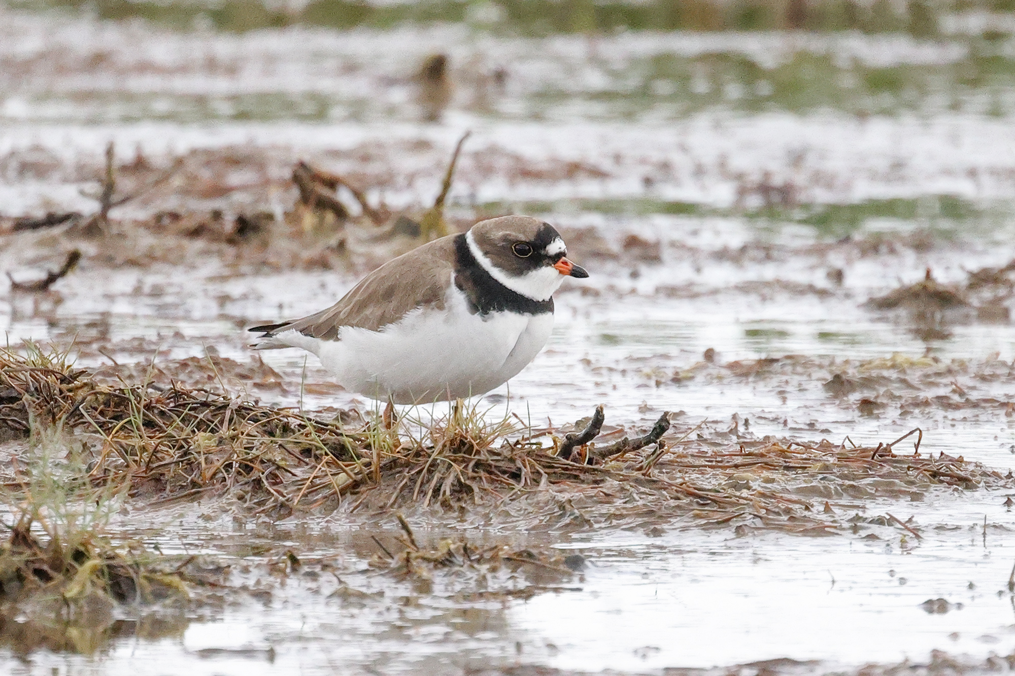 Semipalmated Plover, Co. Wexford, Ireland.