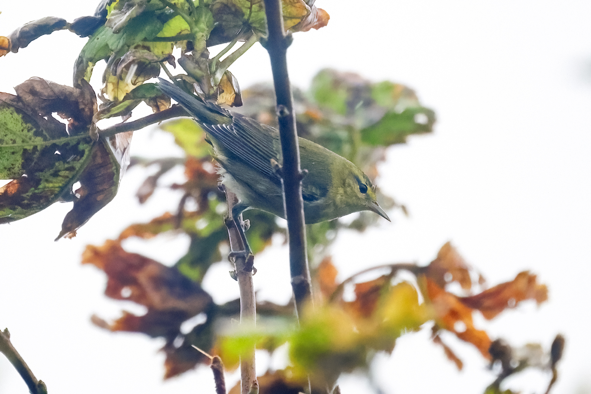 Tennessee Warbler, Co. Galway, Ireland.