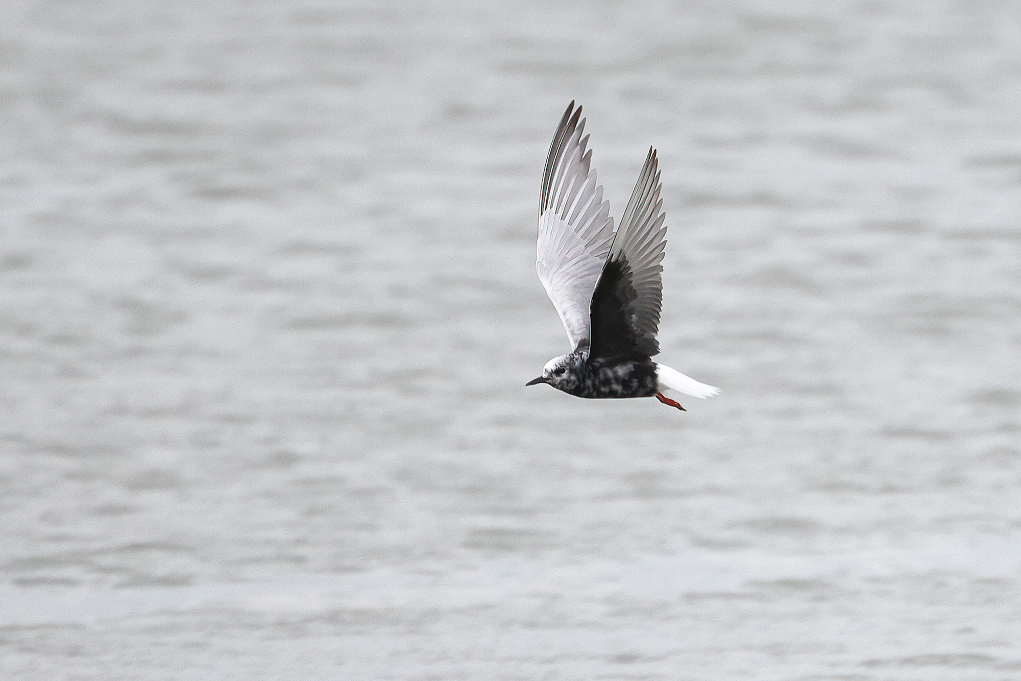 White-winged Black Tern, Co. Waterford, Ireland.