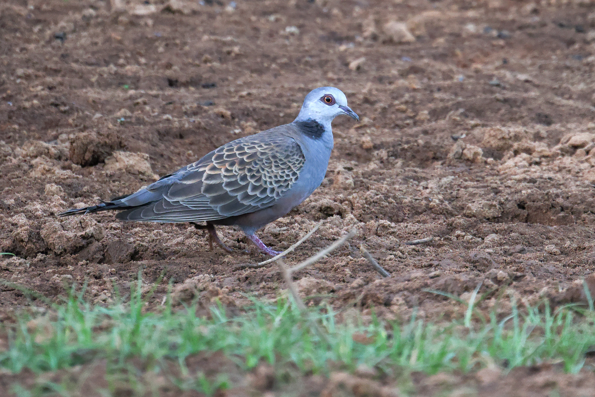 Adamawa Turtle Dove, Wassadou, Senegal.