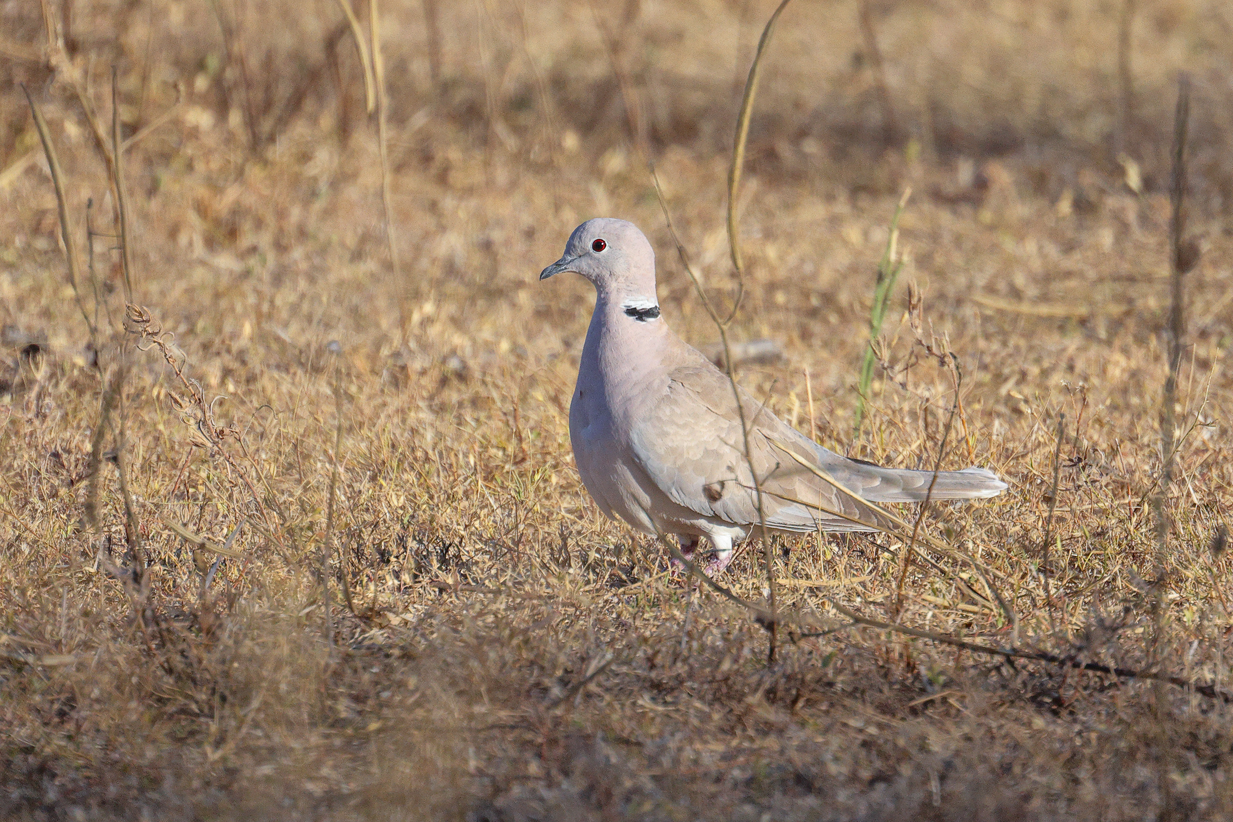 African Collared Dove, Kaolack, Senegal.
