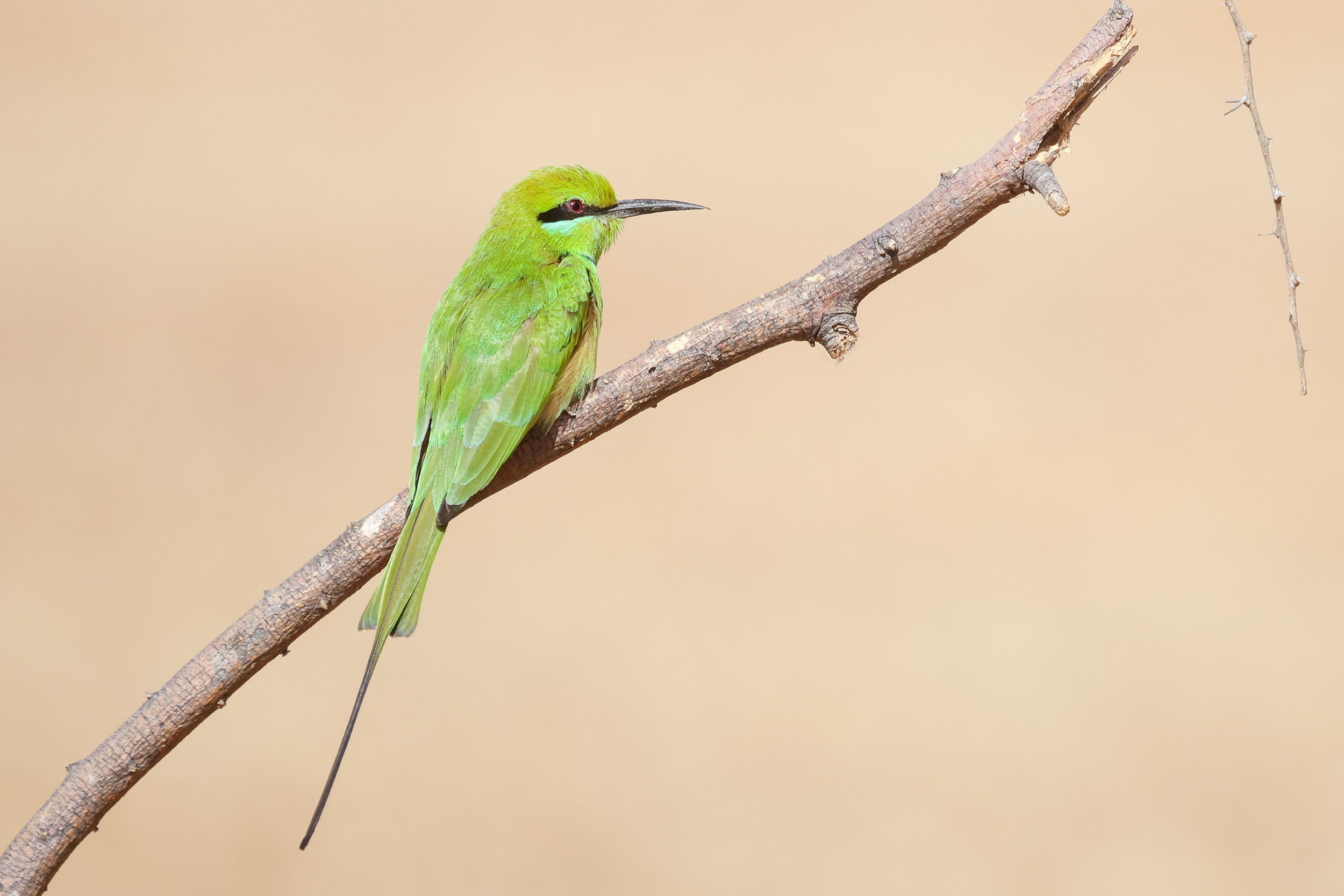 African Green Bee-eater, Richard Toll, Senegal.